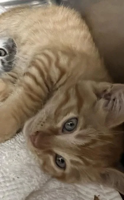 A baby small-sized male Domestic Short Hair cat named Yahtzee for adoption in Roseville, CA
