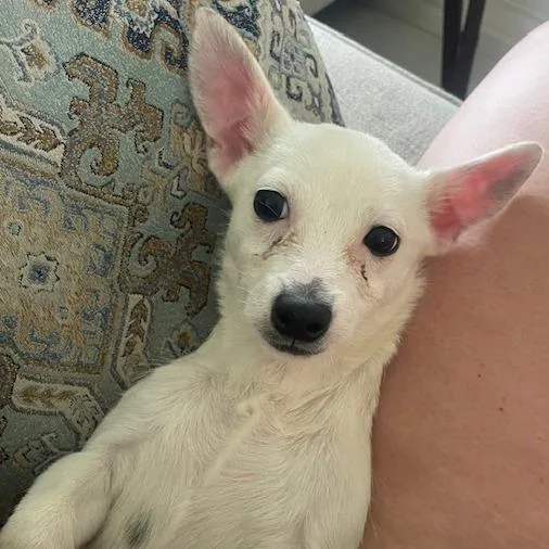 A baby small-sized female White / Cream Terrier dog named Echo for adoption in Dayton, OH
