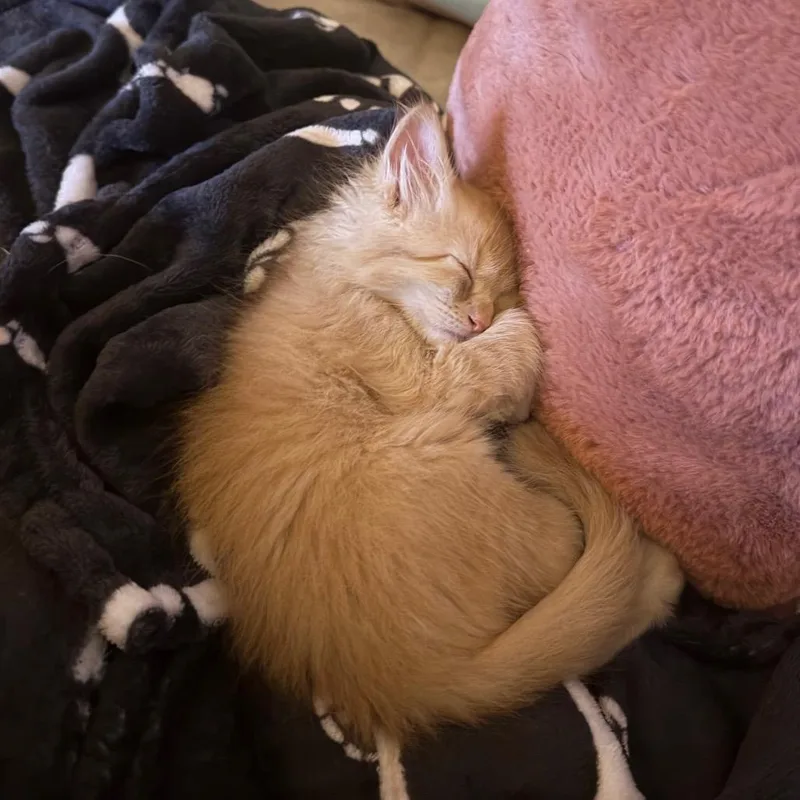 A baby small-sized male Domestic Short Hair cat named Tony for adoption in Austin, TX
