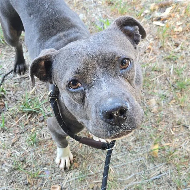 An adult small-sized female Pit Bull Terrier dog named Emery for adoption in Indianapolis, IN