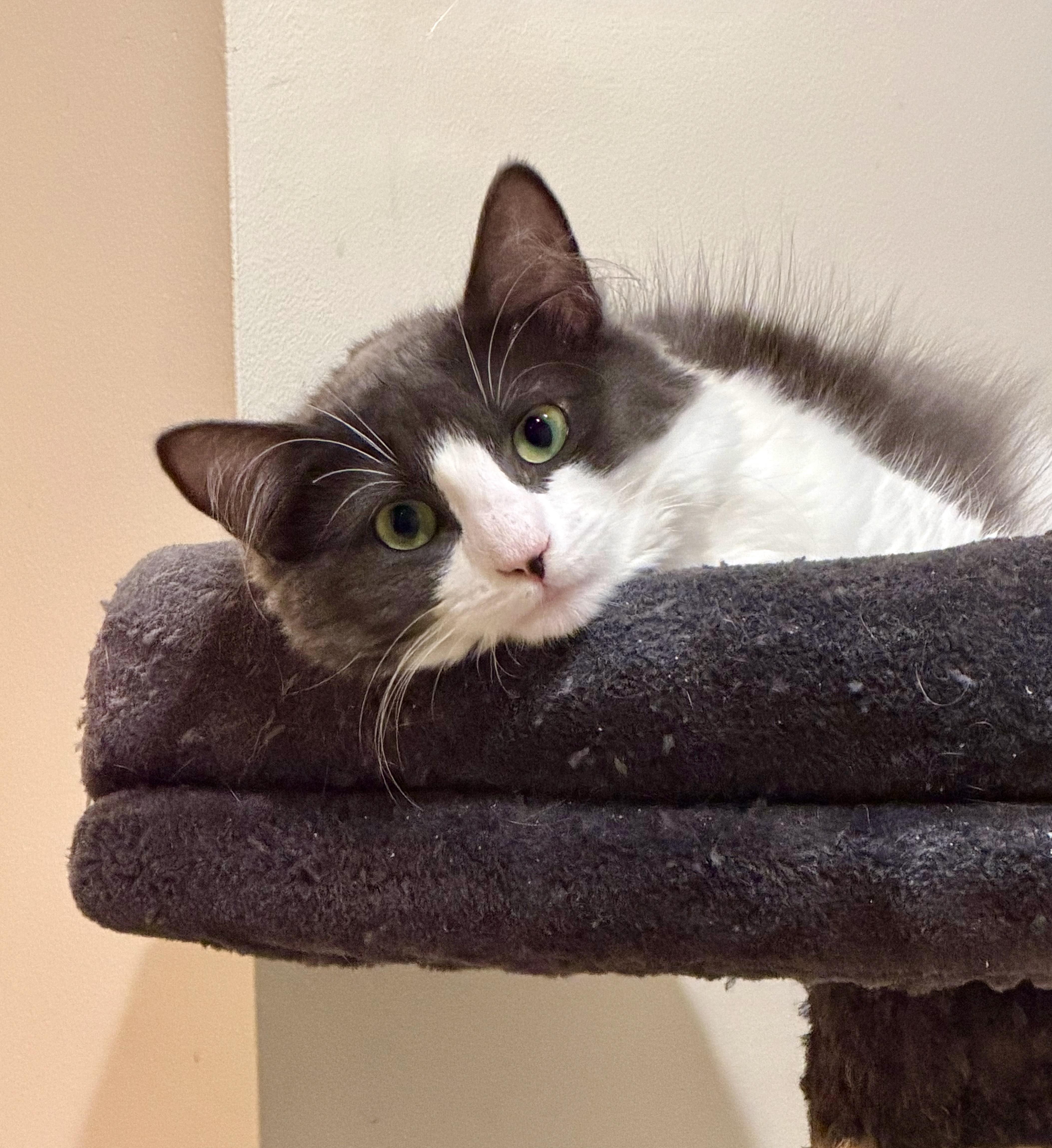 A young medium-sized female Gray & White Domestic Medium Hair cat named Cheyene for adoption in Manhasset, NY