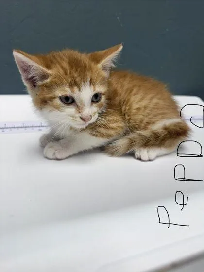 A baby small-sized male Domestic Short Hair cat named Peppo for adoption in Shawano, WI
