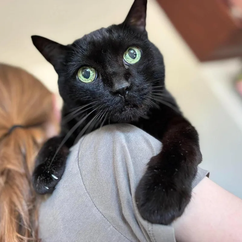 A senior large-sized male Domestic Short Hair cat named Jiffy for adoption in Ramona, CA