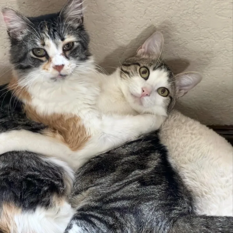 Mel & Misty Groth thumbnail 4