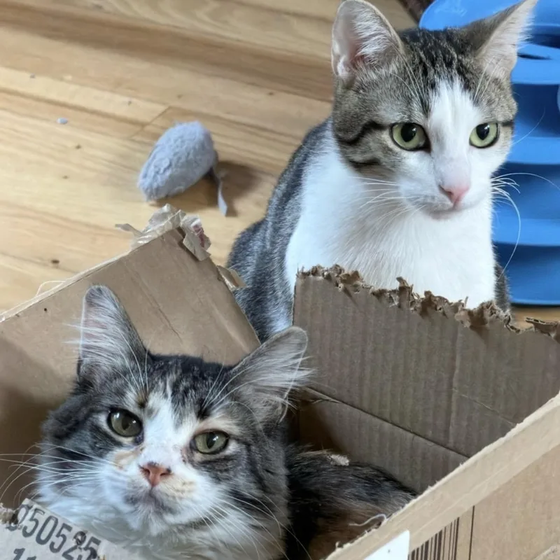 Mel & Misty Groth thumbnail 5