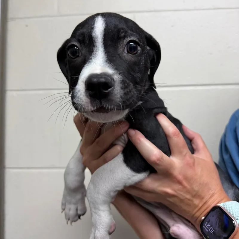 A baby small-sized male Gray / Blue / Silver Terrier dog named Kristoff for adoption in Lakeland, FL