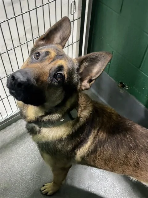 A young large-sized male German Shepherd Dog dog named Cleber for adoption in Upper Marlboro, MD