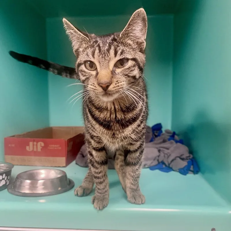 A young medium-sized female Domestic Short Hair cat named SHIAStray for adoption in Owosso, MI