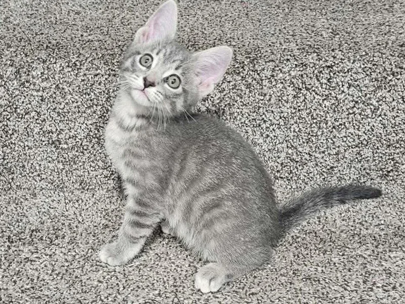 A baby small-sized male Domestic Short Hair cat named Shannon for adoption in Cookeville, TN