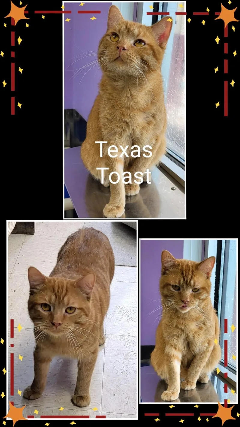 An adult medium-sized male Orange & White Domestic Short Hair cat named Texas Toast for adoption in Moline, IL