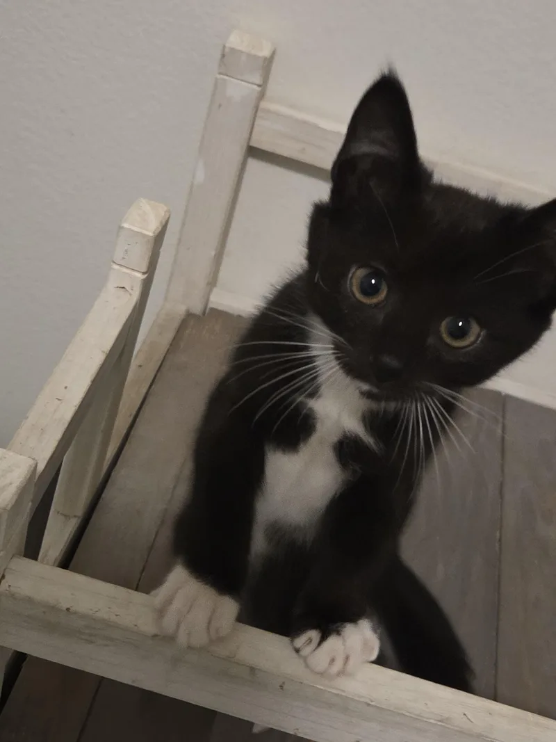 A baby medium-sized male Black & White / Tuxedo Tuxedo cat named Otho for adoption in Los Angeles, CA