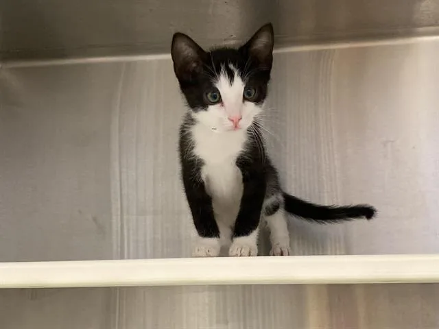 A baby small-sized male Domestic Short Hair cat named Figaro for adoption in Tustin, CA