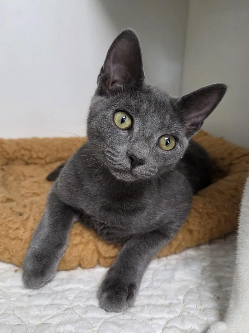 A young medium-sized male Gray / Blue / Silver Domestic Short Hair cat named Caboodle for adoption in Satellite Beach, FL