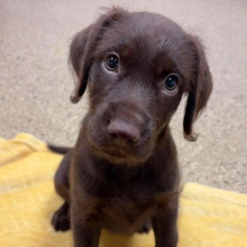 A baby medium-sized female Labradoodle dog named Cowrie for adoption in Valparaiso, IN