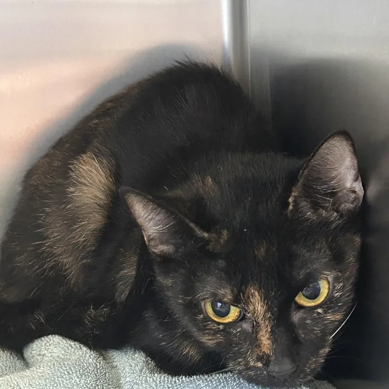 An adult medium-sized female Tortoiseshell Domestic Short Hair cat named Torti for adoption in Galveston, TX
