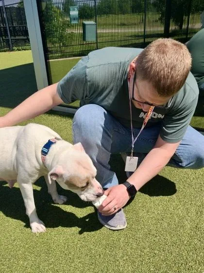 An adult large-sized female White / Cream Mixed Breed dog named Aura for adoption in Wichita, KS