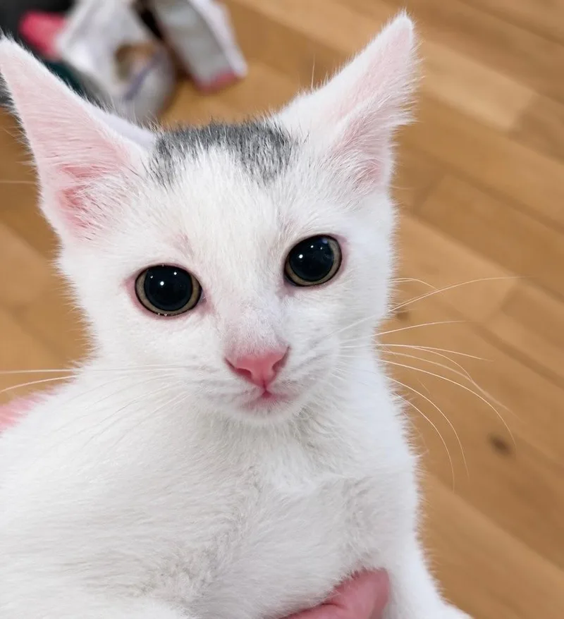 A baby small-sized male Gray & White Domestic Short Hair cat named Stamford Baby: Glenbrook for adoption in Warren, CT