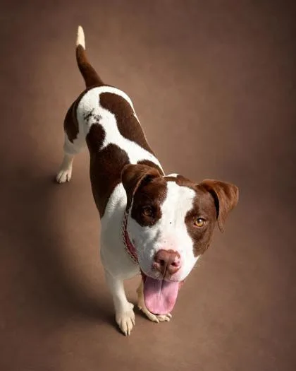 An adult medium-sized female Pit Bull Terrier dog named Sapphire for adoption in Bowling Green, KY