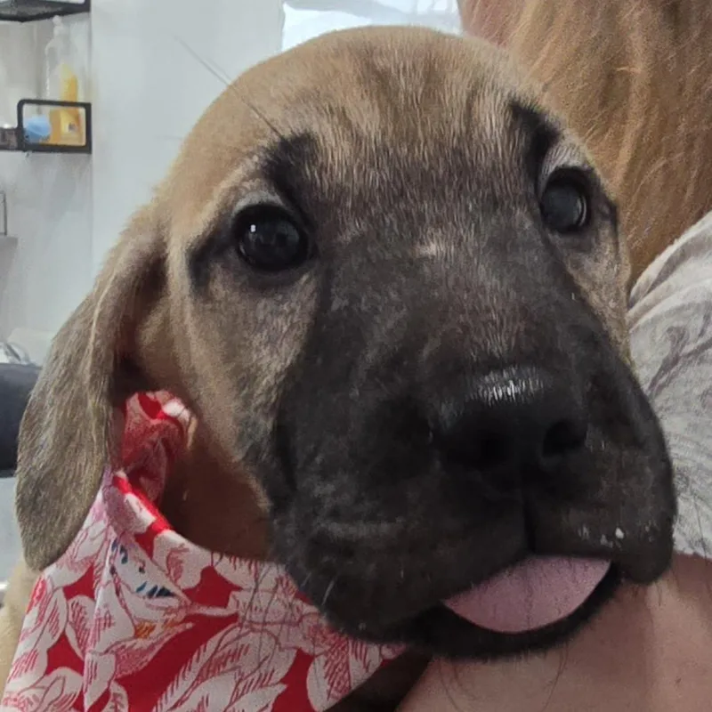 A baby medium-sized female Yellow / Tan / Blond / Fawn Labrador Retriever dog named Alexandra for adoption in Lenoir, NC