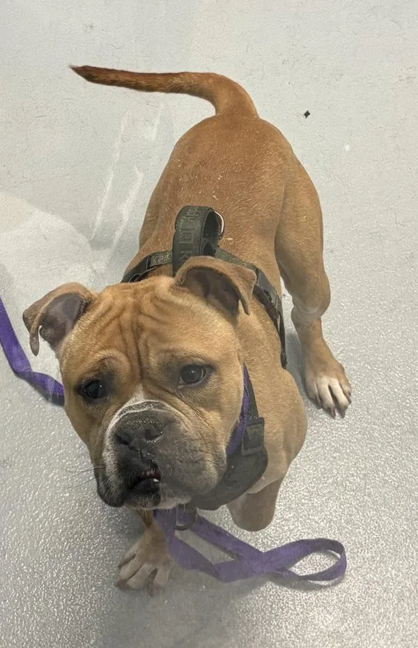 An adult small-sized male Boxer dog named Pen  Duke for adoption in Lawrenceville, GA