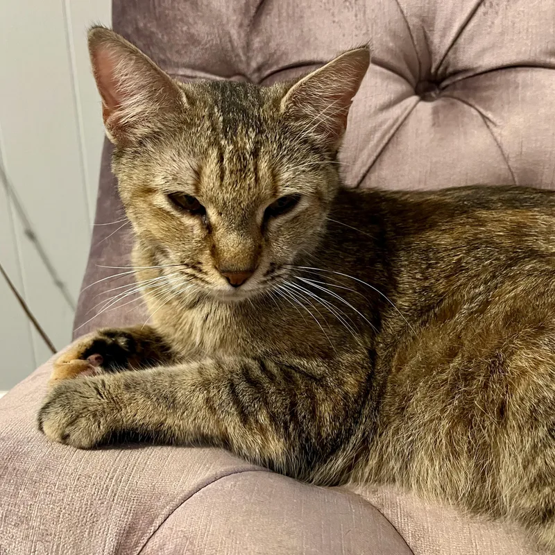 An adult medium-sized female Tabby (Brown / Chocolate) Domestic Short Hair cat named Belle for adoption in Memphis, TN