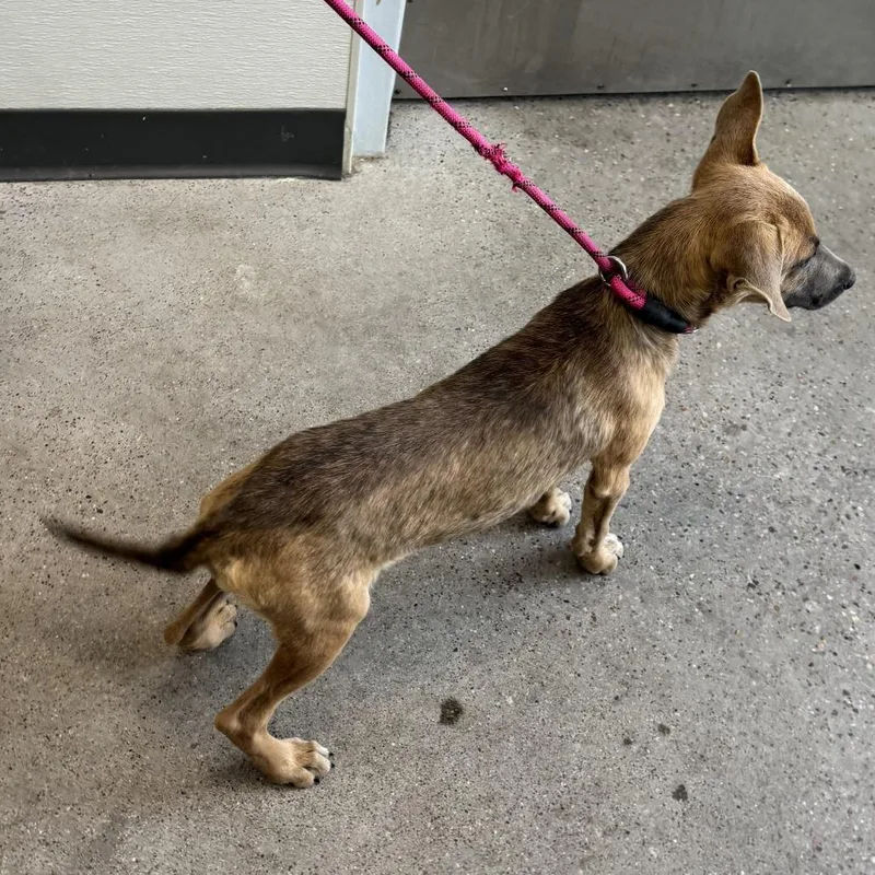 A baby small-sized female Yellow / Tan / Blond / Fawn Mixed Breed dog named Mal for adoption in Las Cruces, NM