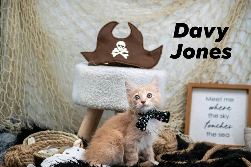 A baby small-sized female Buff & White Domestic Short Hair cat named Davy Jones for adoption in Sevierville, TN