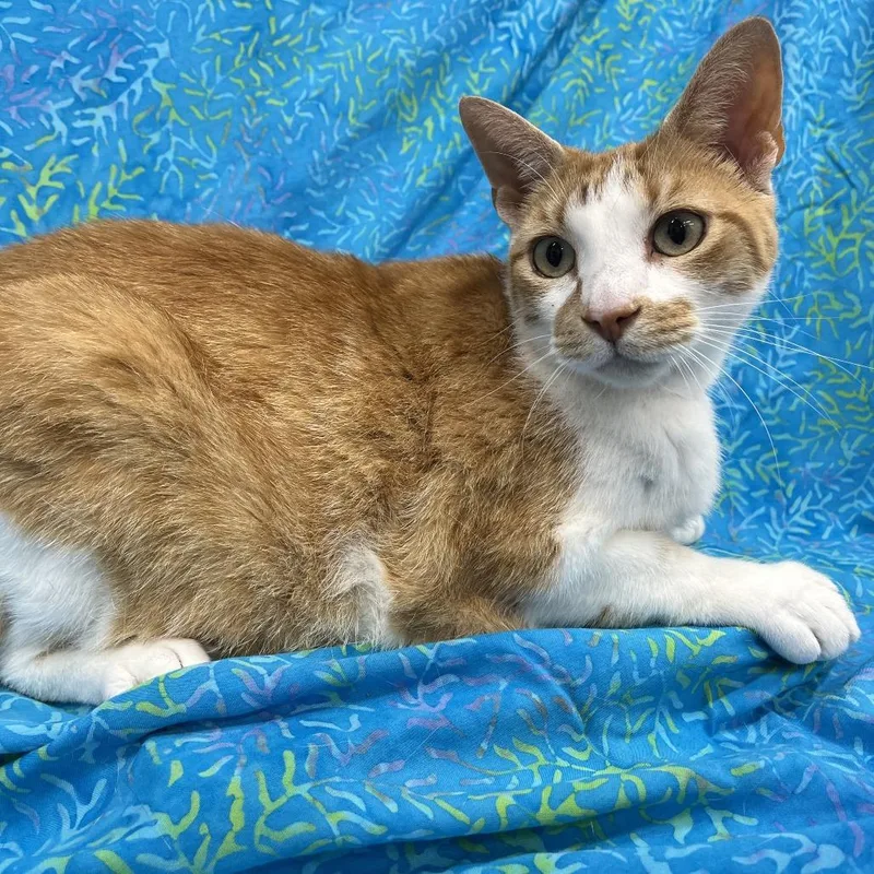 An adult large-sized male Orange / Red Domestic Short Hair cat named Mustache for adoption in Folsom, LA