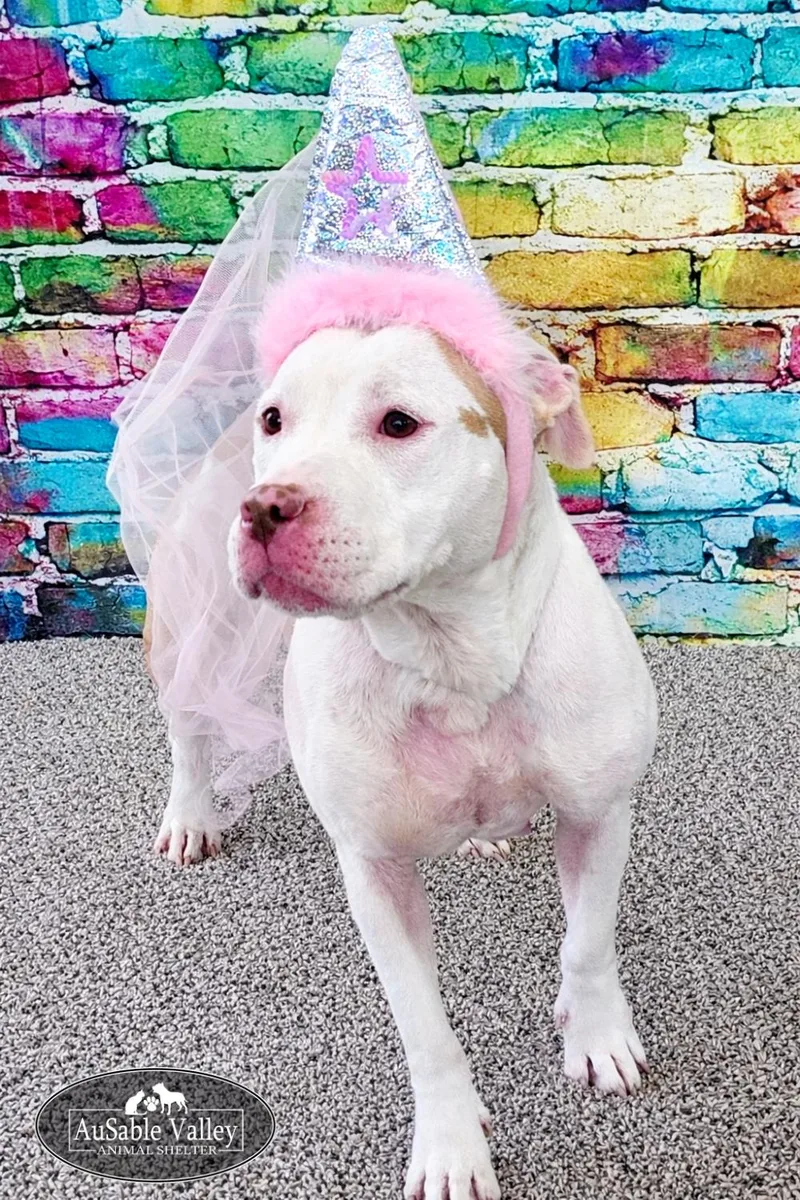 Pinky Pie thumbnail 2