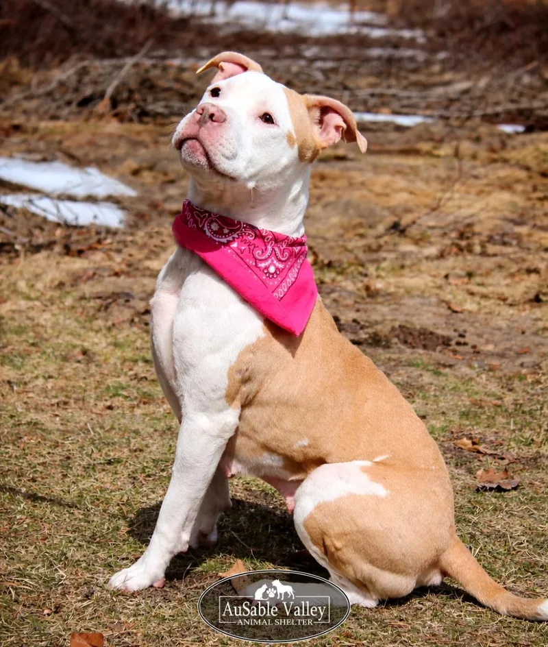 Pinky Pie thumbnail 3