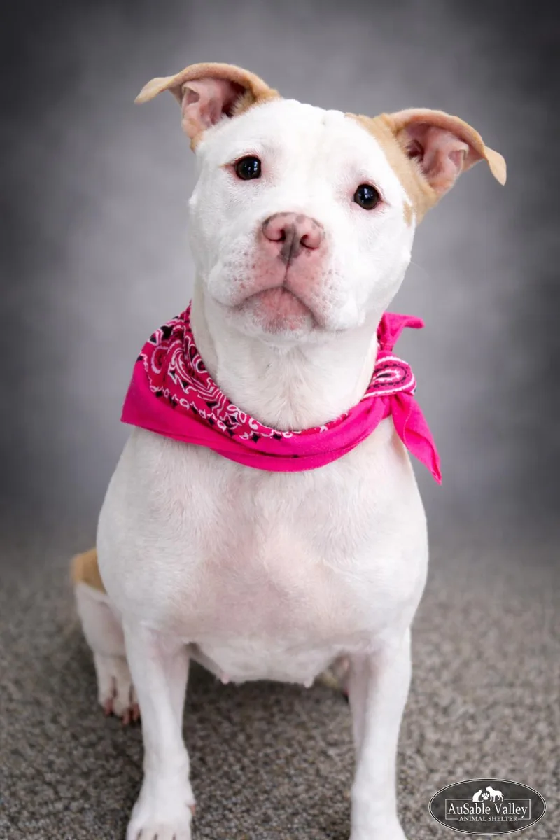 Pinky Pie thumbnail 6