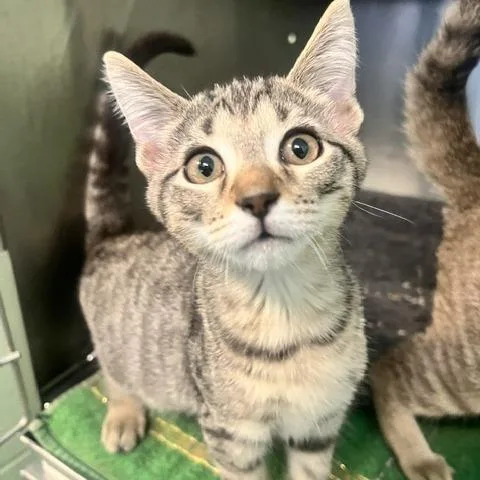 A baby small-sized male Brown / Chocolate Domestic Short Hair cat named Moose for adoption in Dayton, OH