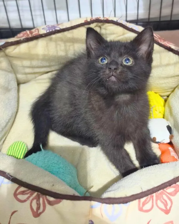 A baby small-sized female Domestic Short Hair cat named Bonobo for adoption in Novato, CA