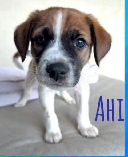 Ahi