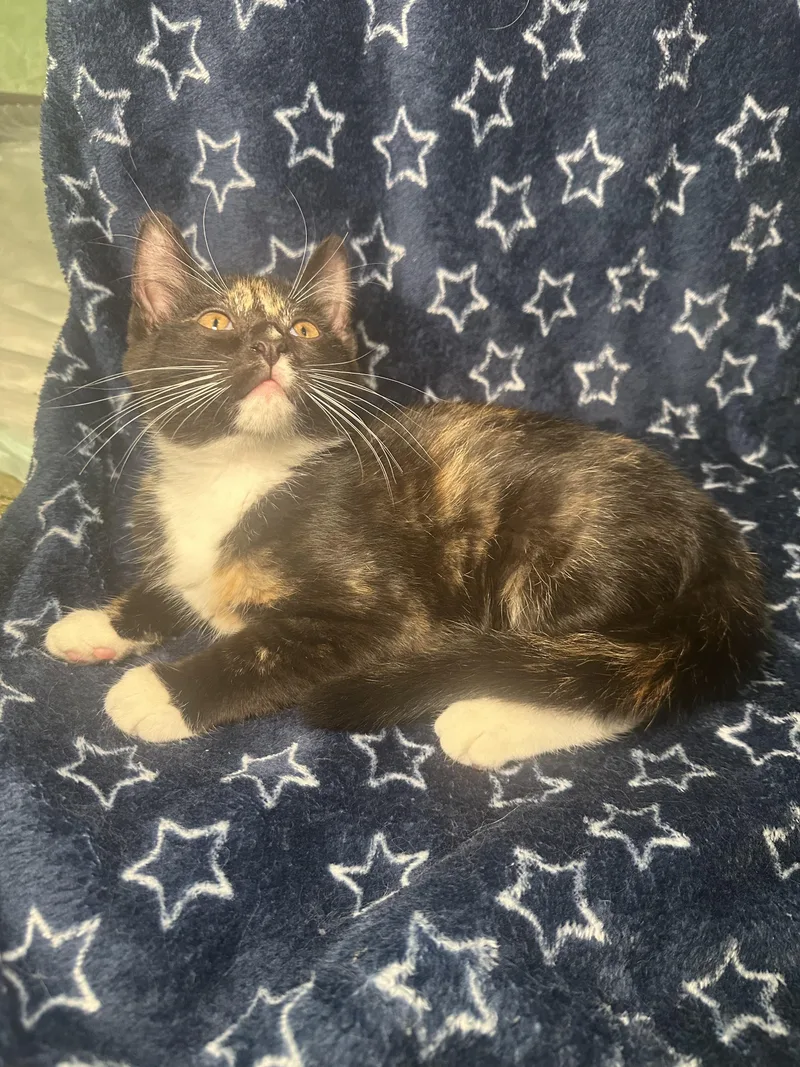 A baby small-sized female Tortoiseshell Domestic Short Hair cat named Erin for adoption in Kent, OH