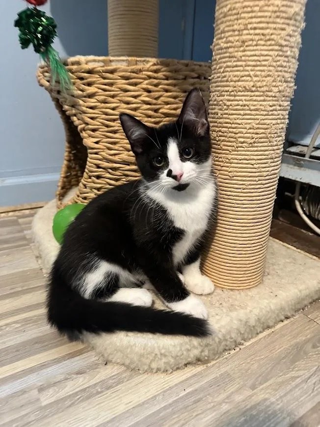 A baby medium-sized female American Shorthair cat named Tippy for adoption in Ocean View, NJ