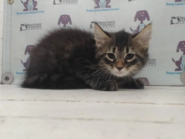 A baby small-sized male Domestic Long Hair cat named Cornelius for adoption in Orlando, FL
