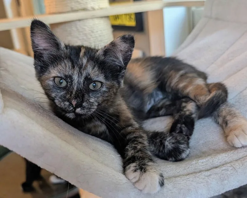 A baby small-sized female Domestic Short Hair cat named Cinnamon for adoption in Dayton, OH