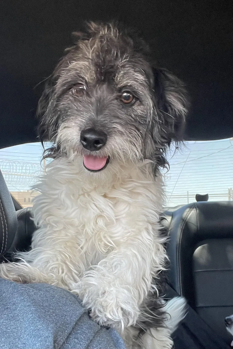 A young medium-sized male Terrier dog named Buzz for adoption in El Centro, CA