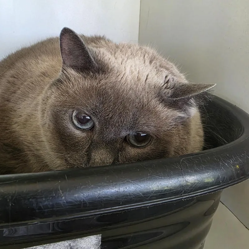 A senior small-sized female Lilac Point Domestic Short Hair cat named Meeka for adoption in Troy, IL