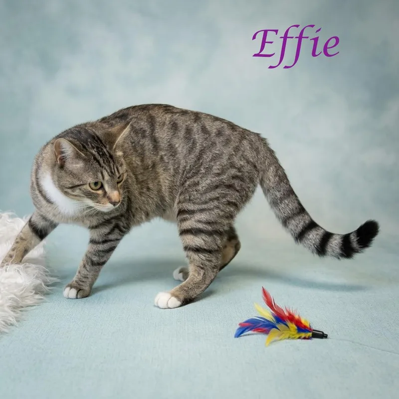 A young small-sized female Brown / Chocolate Domestic Short Hair cat named Effie C for adoption in Lebanon, TN