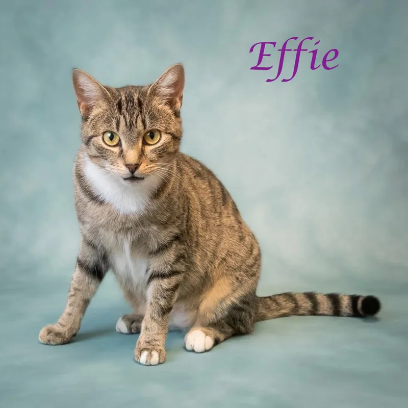 Effie C thumbnail 4