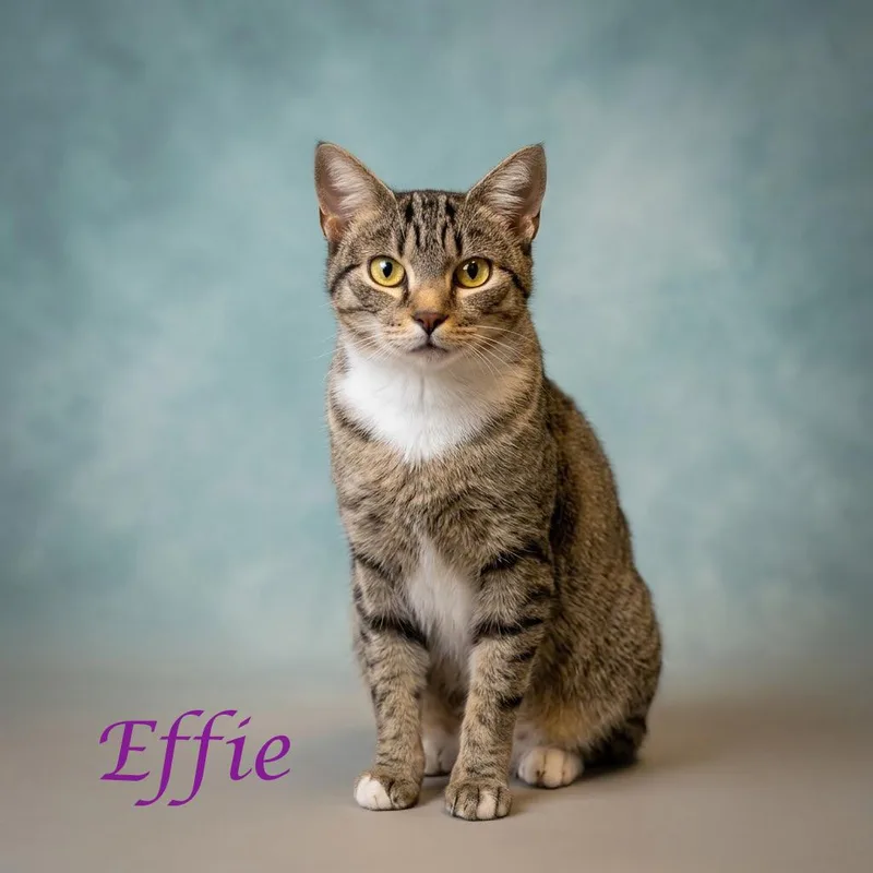 Effie C thumbnail 5