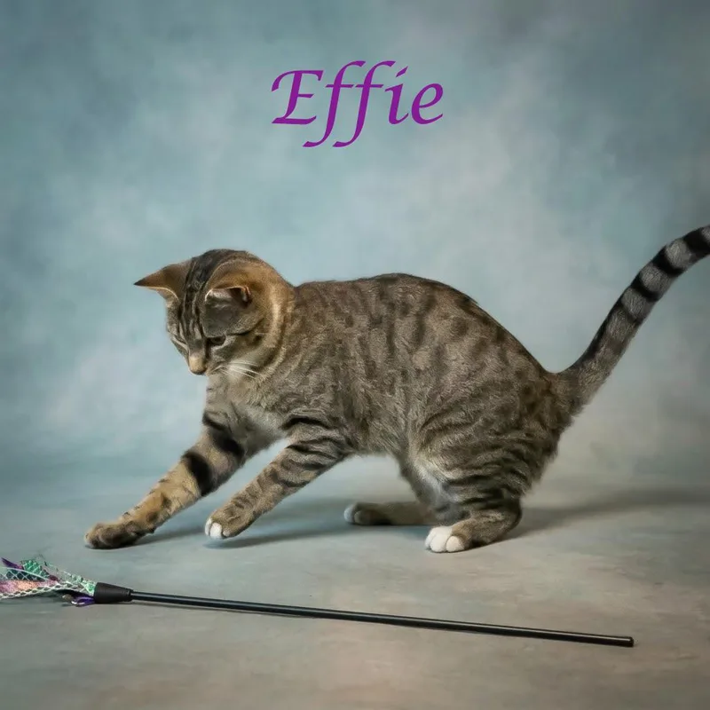 Effie C thumbnail 6