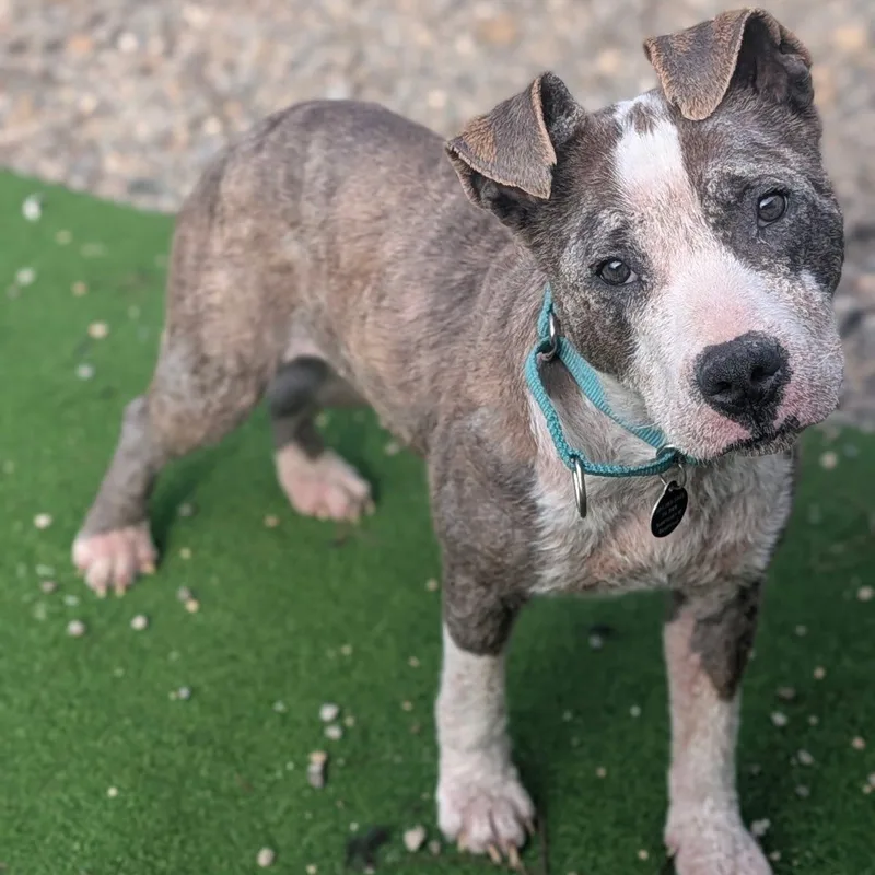 A young medium-sized female Pit Bull Terrier dog named Maeve for adoption in Breinigsville, PA