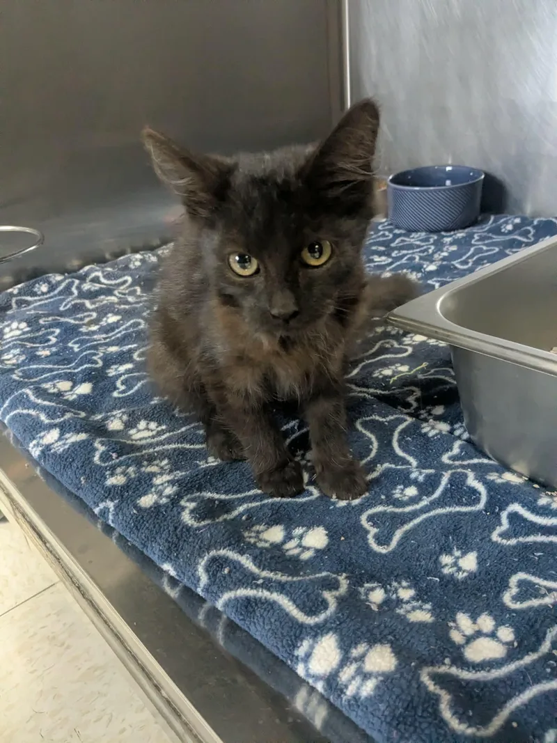 A baby small-sized male Black Domestic Medium Hair cat named JayJay for adoption in Lock Haven, PA