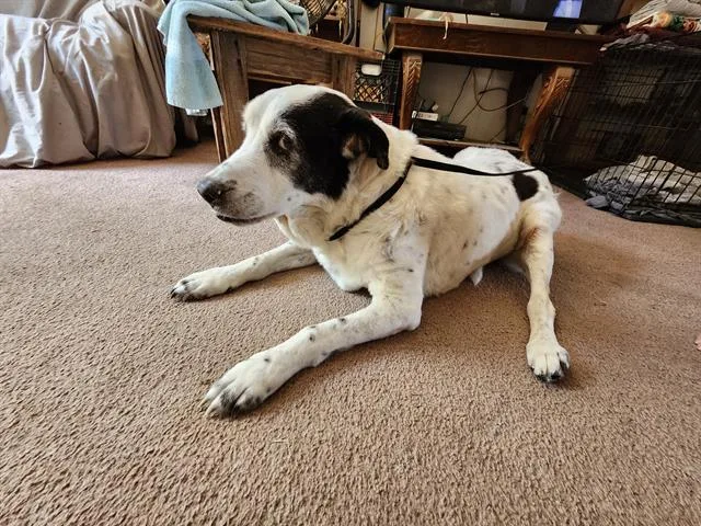 An adult large-sized male Hound dog named Buddy for adoption in San Antonio, TX
