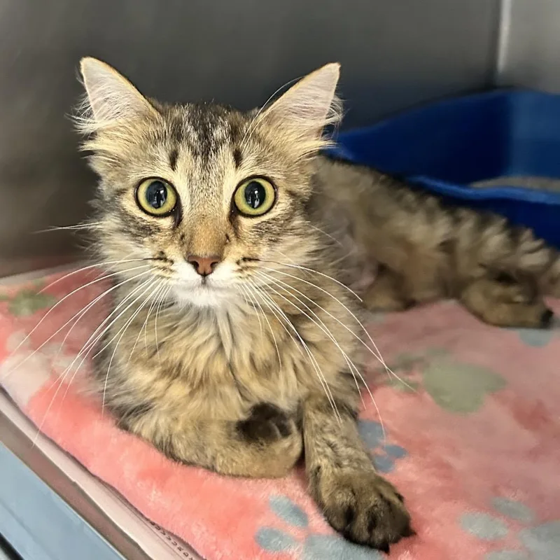 An adult small-sized female Brown / Chocolate Domestic Medium Hair cat named Tamara for adoption in Newport, NC