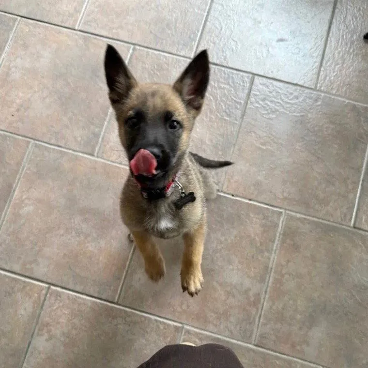 A baby medium-sized female Belgian Shepherd / Malinois dog named Buttercup for adoption in Dallas, TX