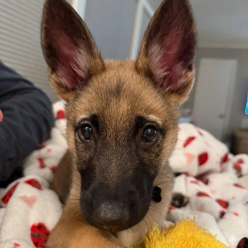 Buttercup thumbnail 2